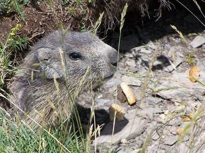 environnement-marmotte